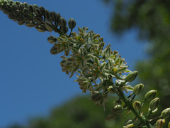 Albuca bracteata