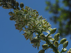 Albuca bracteata