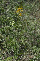 Eulophia speciosa