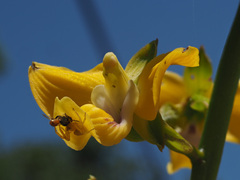 Eulophia speciosa