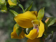 Eulophia speciosa