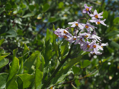 Solanum africanum