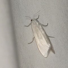 Tipanaea