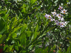 Solanum africanum