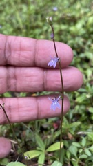 Lobelia feayana