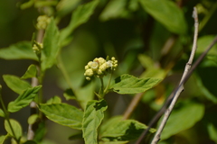 Varronia dichotoma