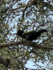 Cacicus chrysopterus