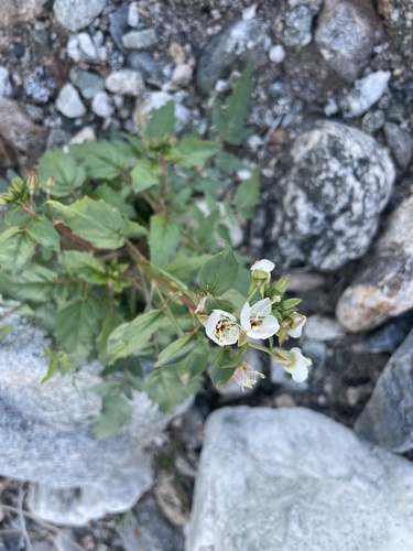 iNaturalist observation photo of Browneyes
