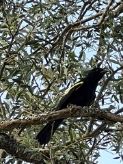 Cacicus chrysopterus