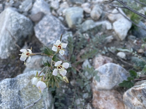 iNaturalist observation photo of Browneyes