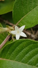 Sabicea cinerea