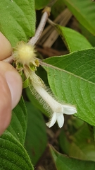 Sabicea cinerea