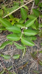 Sabicea cinerea