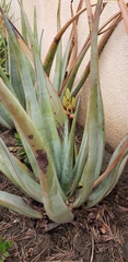 Aloe