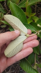 Sabicea cinerea