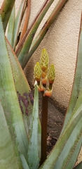 Aloe