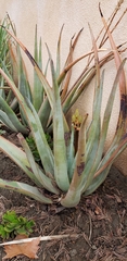 Aloe