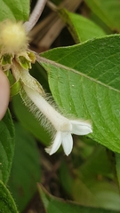 Sabicea cinerea