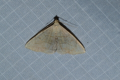 Zanclognatha pedipilalis