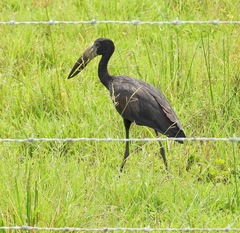 Anastomus lamelligerus