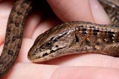 Elgaria coerulea coerulea