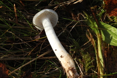 Hygrophorus piceae
