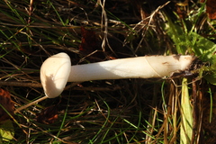 Hygrophorus piceae