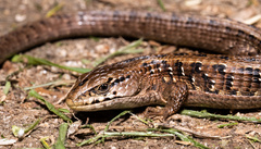 Elgaria coerulea coerulea