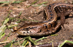 Elgaria coerulea coerulea