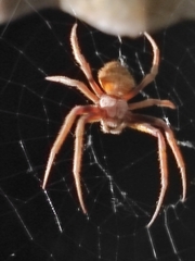 Eriophora ravilla