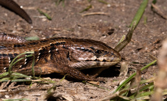 Elgaria coerulea coerulea