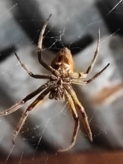 Eriophora ravilla