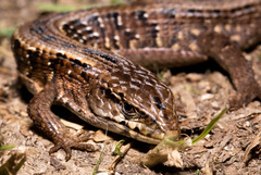 Elgaria coerulea coerulea