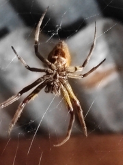 Eriophora ravilla