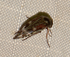 Tomoxia lineella