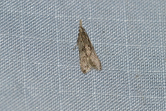 Dichomeris punctipennella