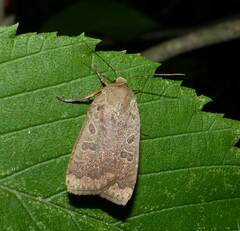 Abagrotis alternata