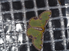 Eucyclodes buprestaria