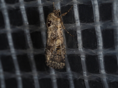 Spodoptera umbraculata