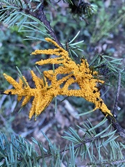 Leocarpus fragilis