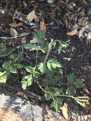 Osmorhiza depauperata