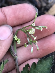 Osmorhiza depauperata