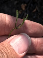 Osmorhiza depauperata