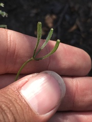 Osmorhiza depauperata