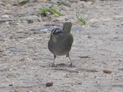 Arremonops chloronotus