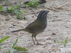 Arremonops chloronotus