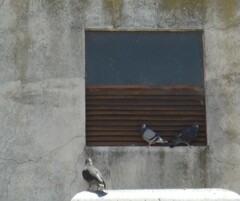 Columba livia domestica
