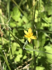 Sisyrinchium patagonicum