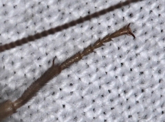 Megalithone megacerca