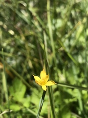 Sisyrinchium patagonicum